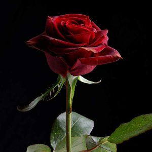 🌹 Petal 2 - Skin Needling Power Package